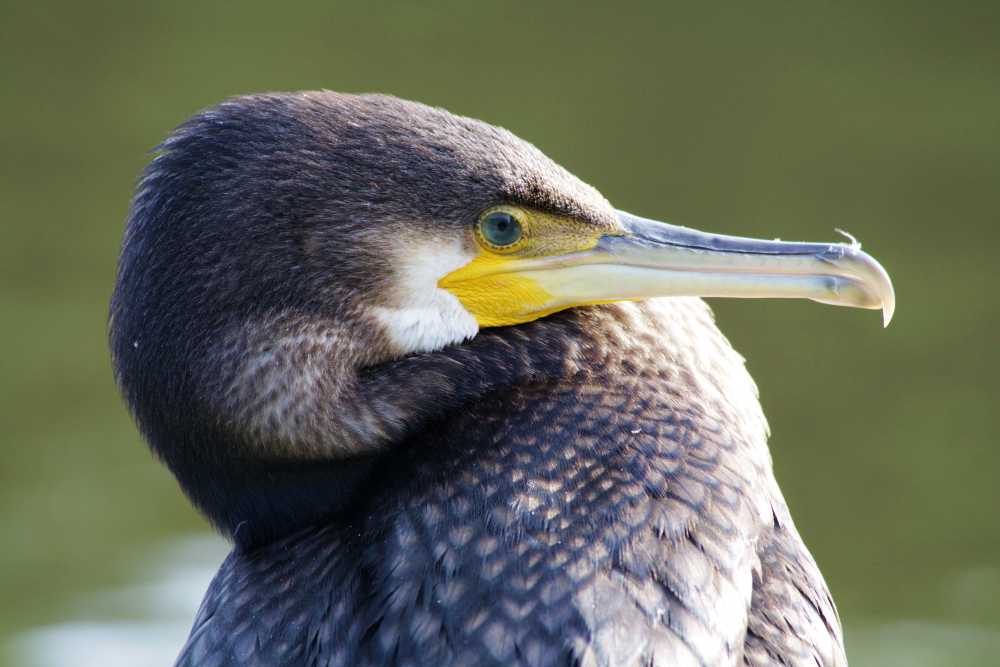 Kormoran auf Norderney