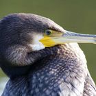 Kormoran auf Norderney