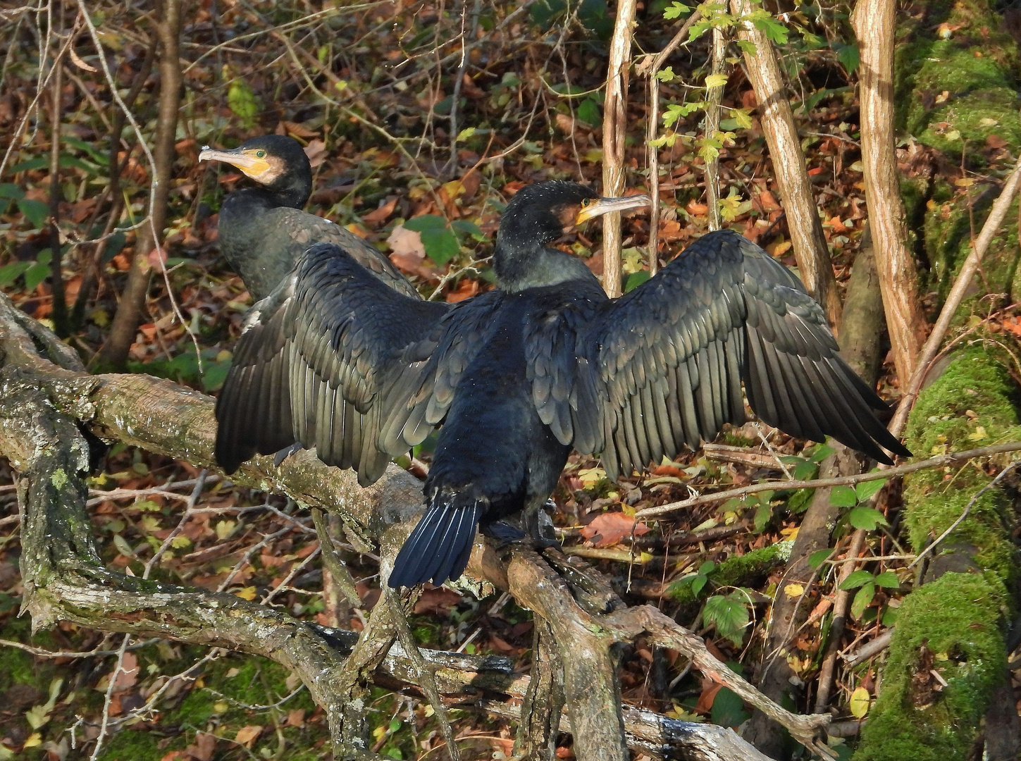 Kormoran auf Schlafbaum_01