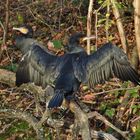 Kormoran auf Schlafbaum_01