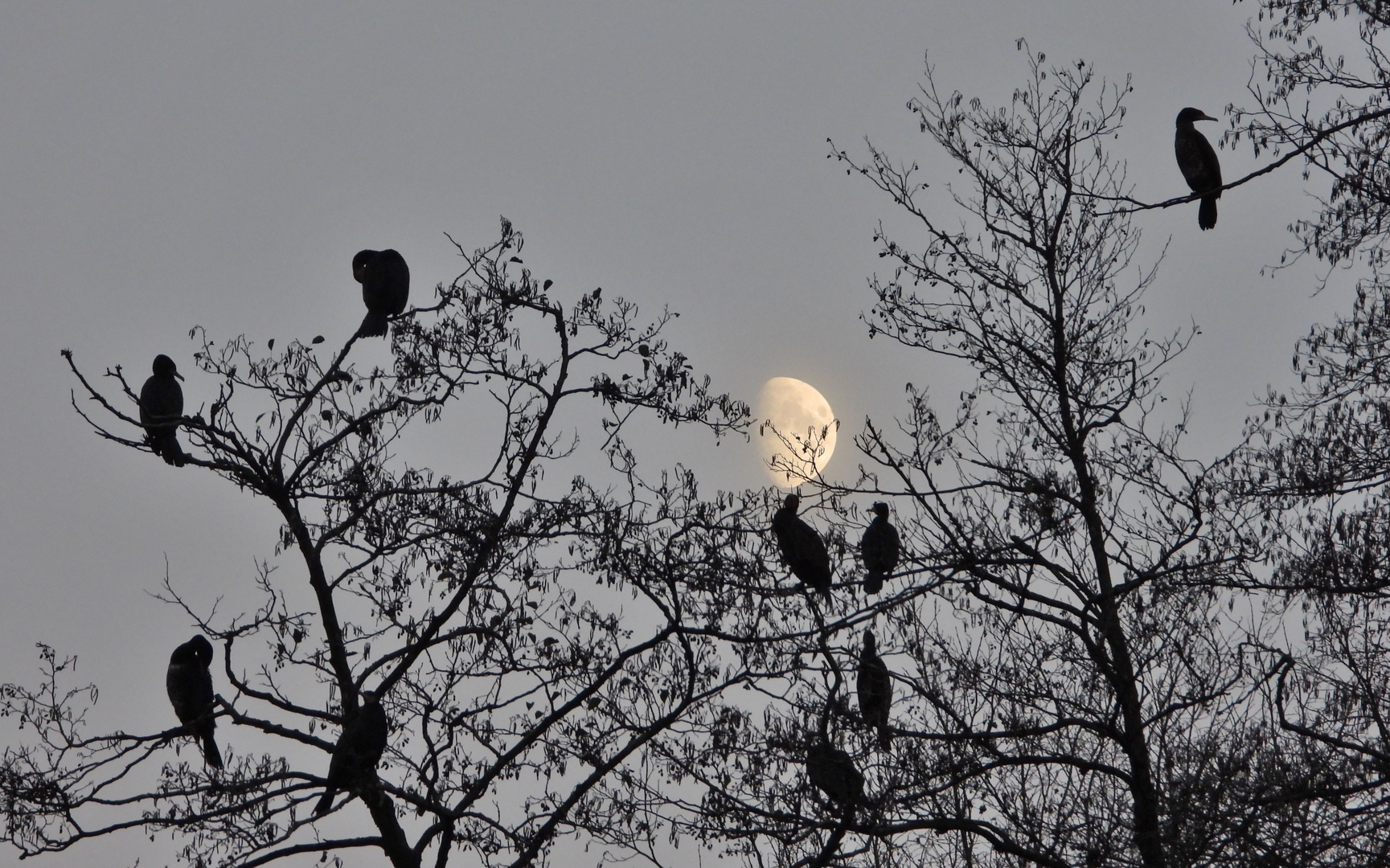 Kormoran auf Schlafbaum_02