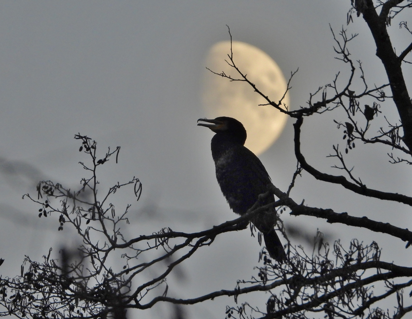 Kormoran auf Schlafbaum_03