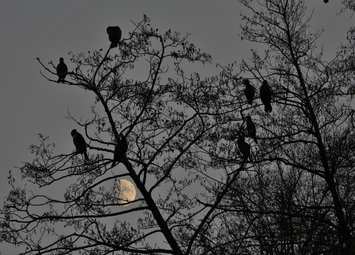 Kormoran auf Schlafbaum_06