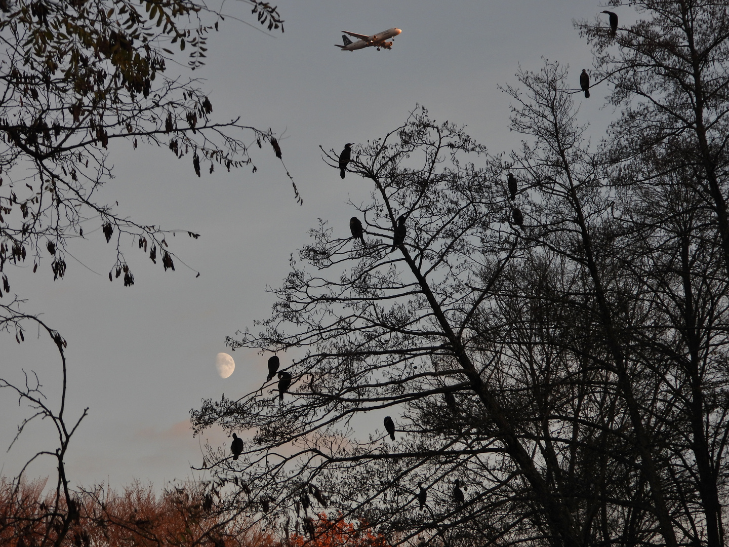 Kormoran auf Schlafbaum_08