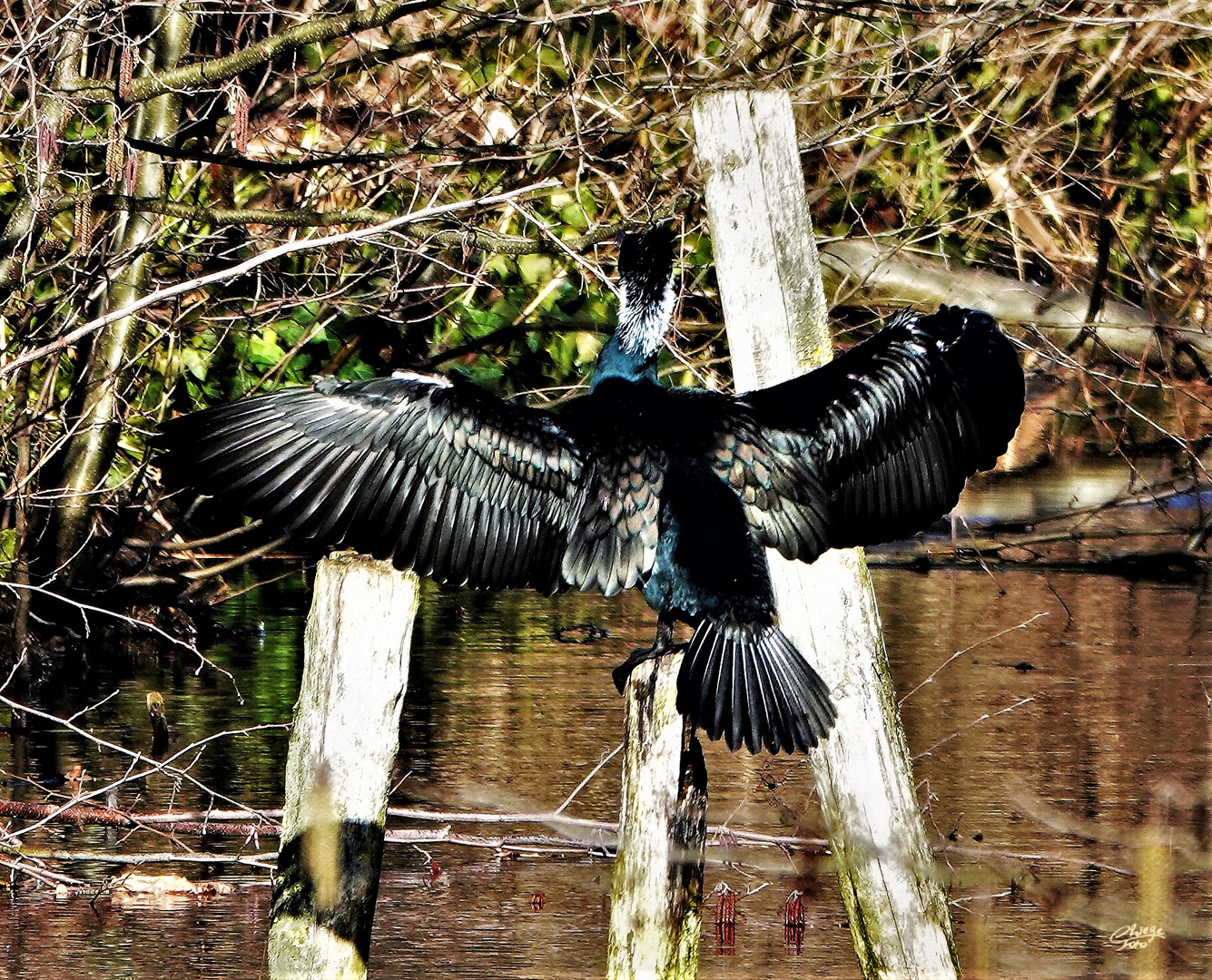 Kormoran auf seinem Ansitz