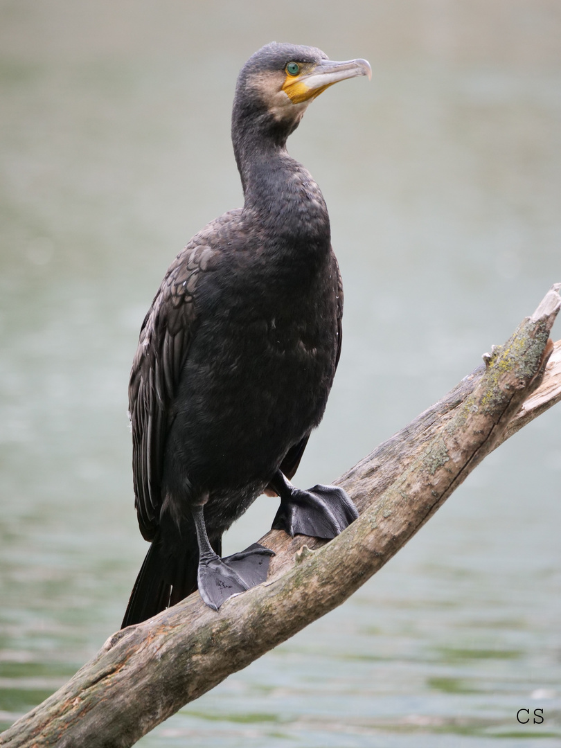 KORMORAN AUF SEINEM ANSITZ 