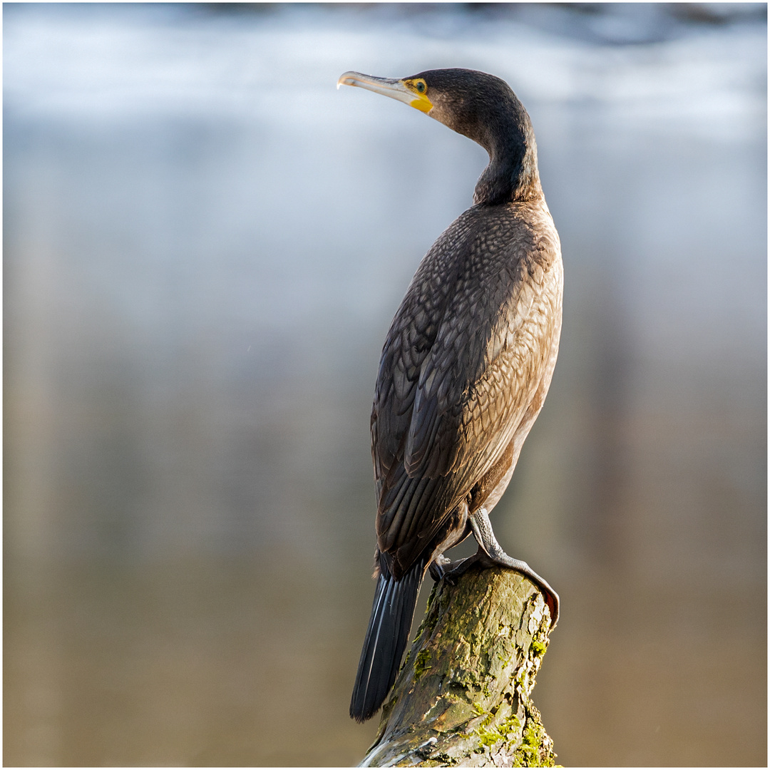 Kormoran auf seinem Ansitz  .....