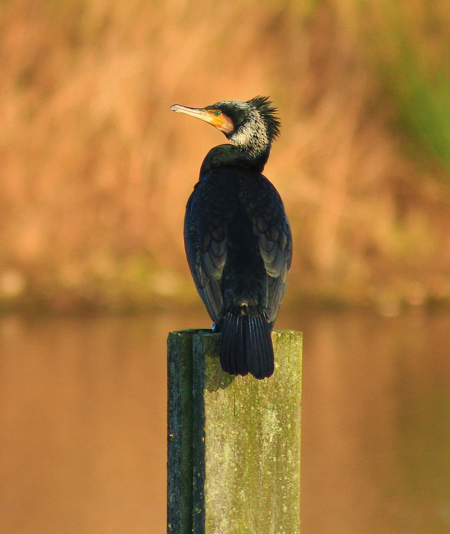 Kormoran auf seinem Pfahl