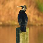 Kormoran auf seinem Pfahl