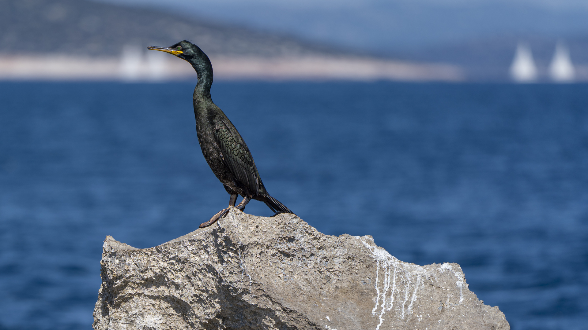 Kormoran auf seinem Ruheplatz