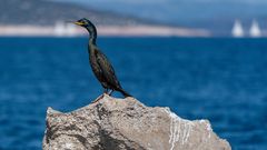 Kormoran auf seinem Ruheplatz