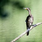 Kormoran auf seinem Sonnenplatz