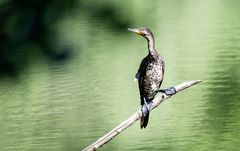 Kormoran auf seinem Sonnenplatz