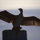 Kormoran auf Spiekeroog