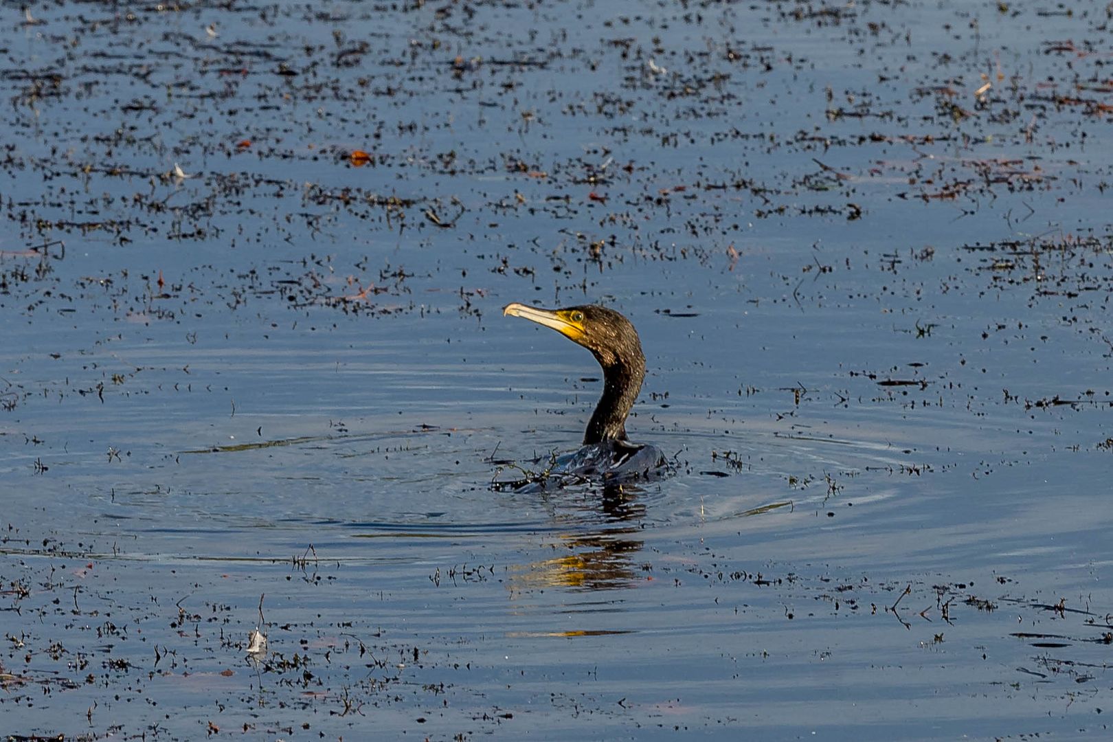 Kormoran auf Tauchgang