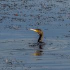 Kormoran auf Tauchgang