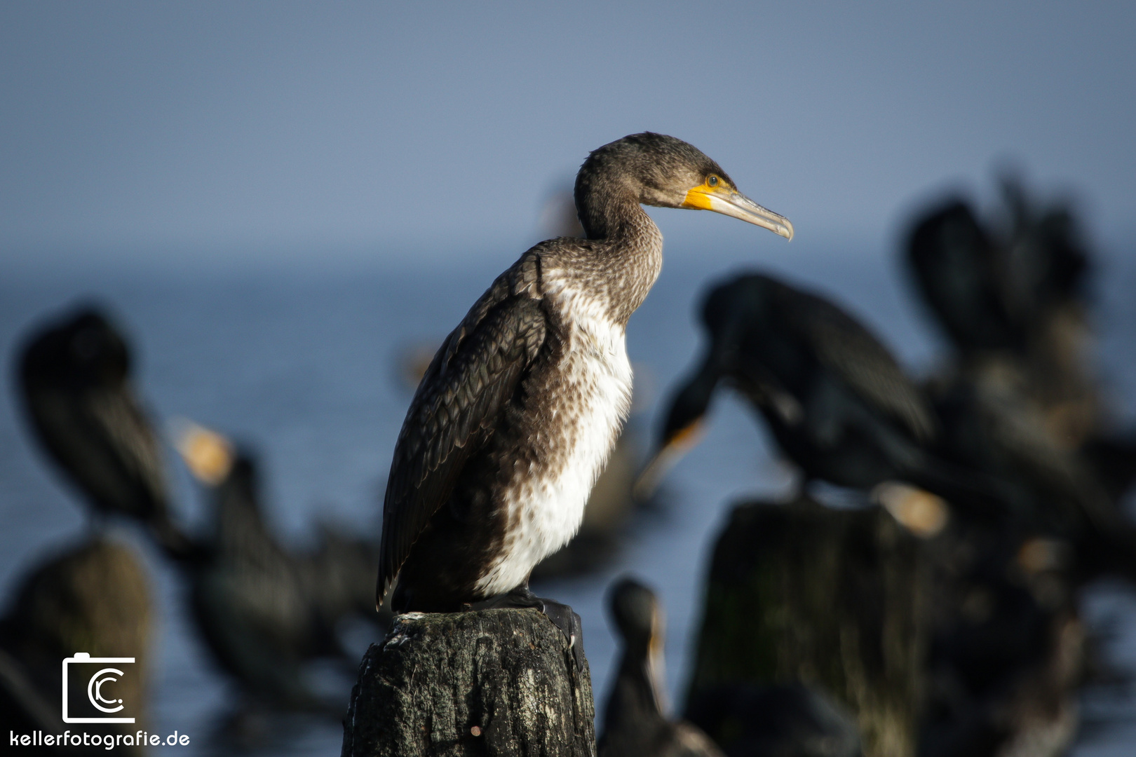 Kormoran auf Usedom