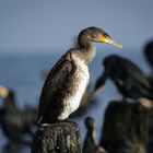 Kormoran auf Usedom