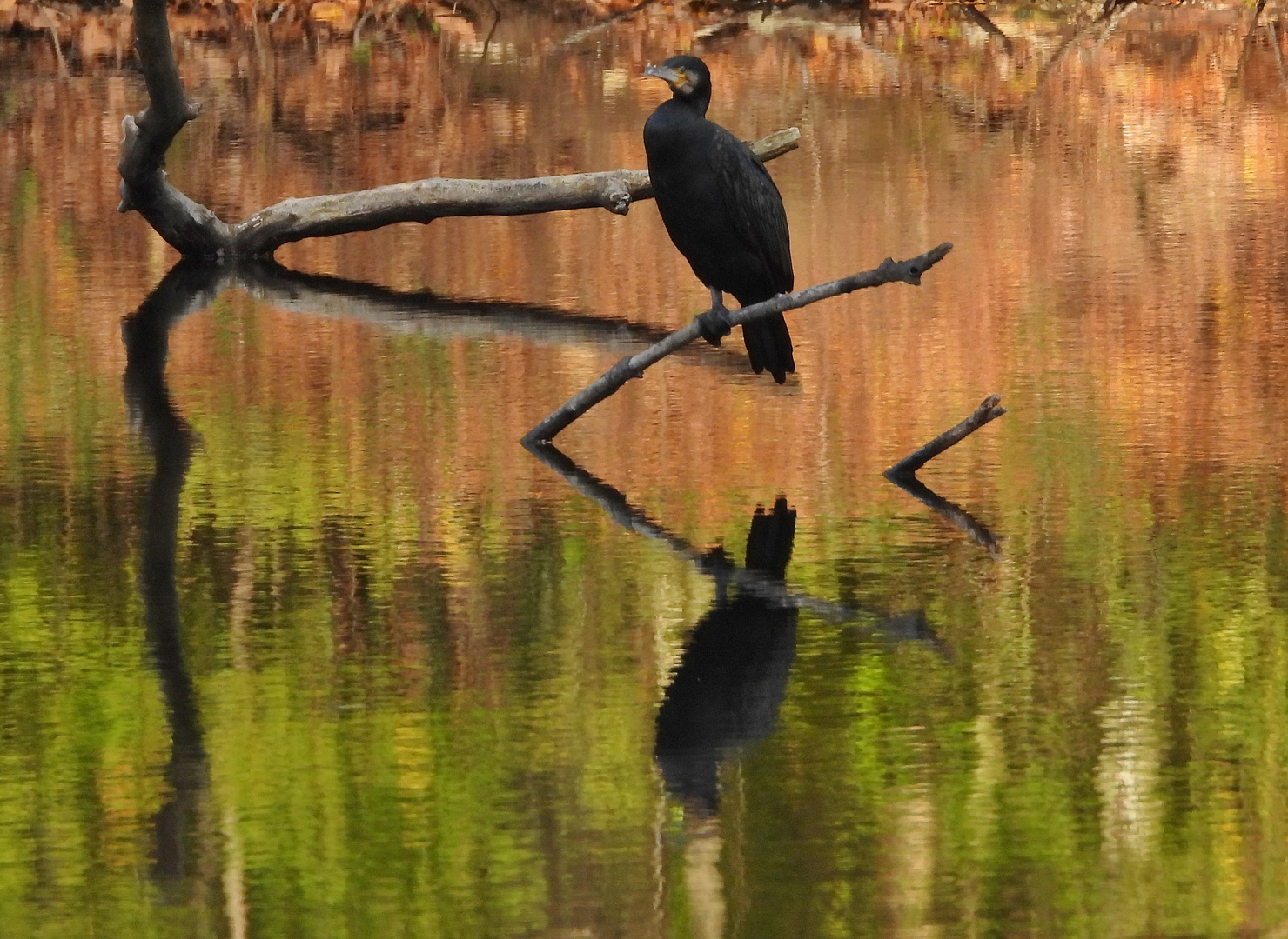 Kormoran auf Weihnachtspapier_06