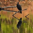 Kormoran auf Weihnachtspapier_06