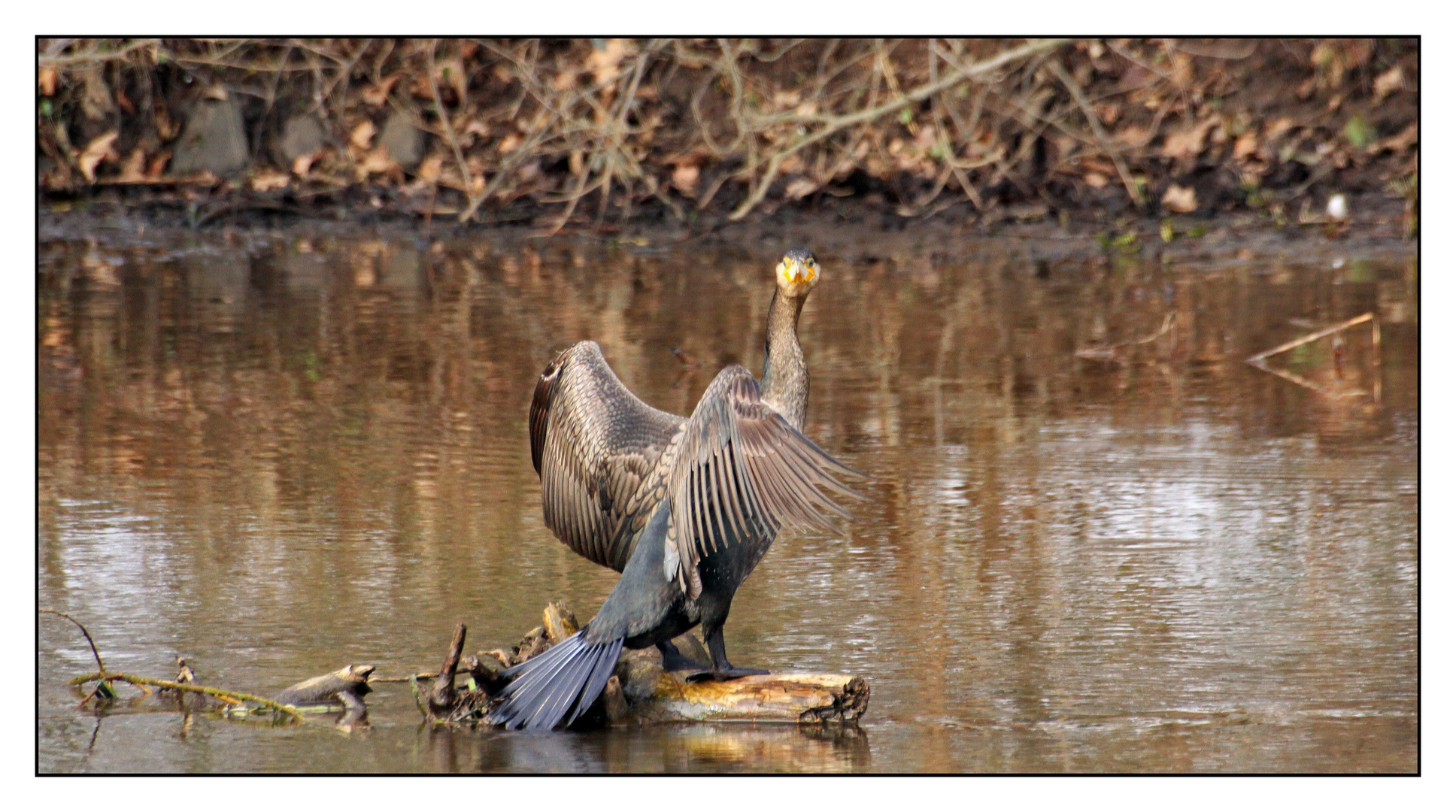 Kormoran - Augen - Blick - Duell