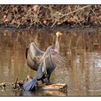 Kormoran - Augen - Blick - Duell