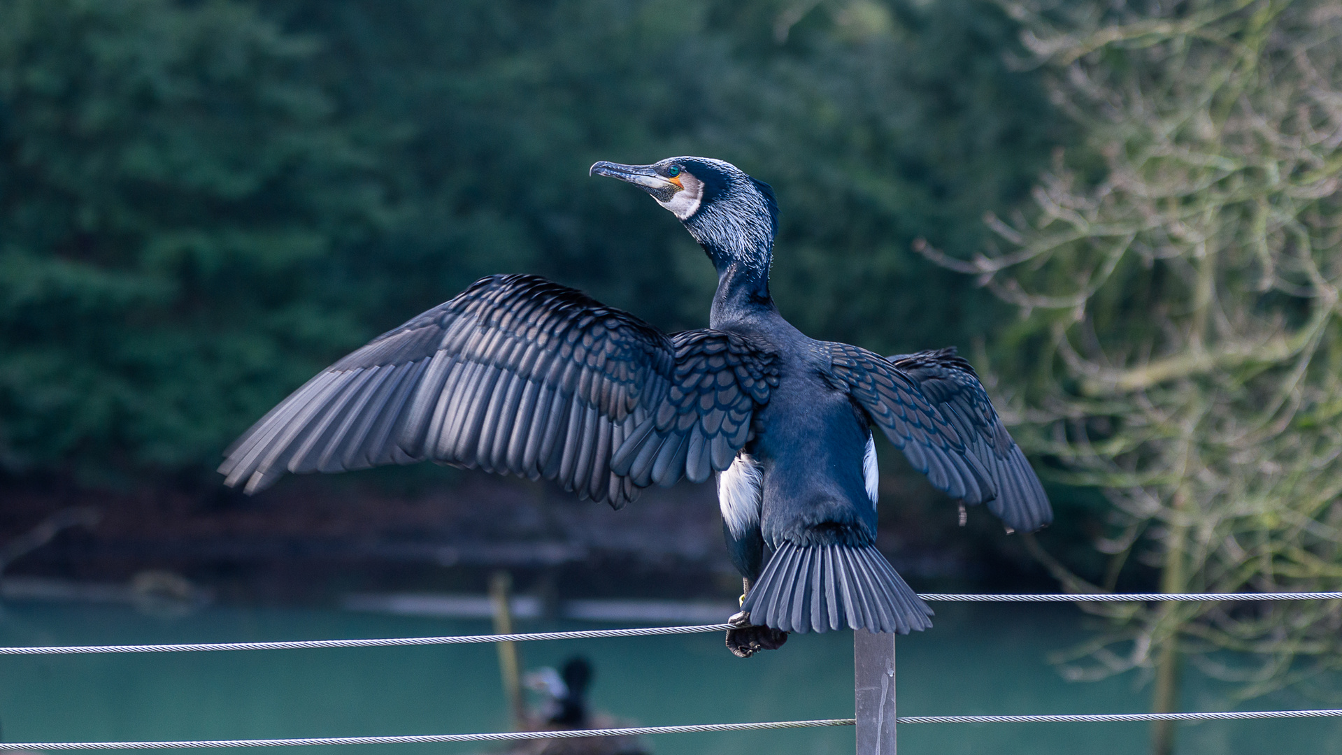 Kormoran aus dem Tierpark BI-Olderdissen. 