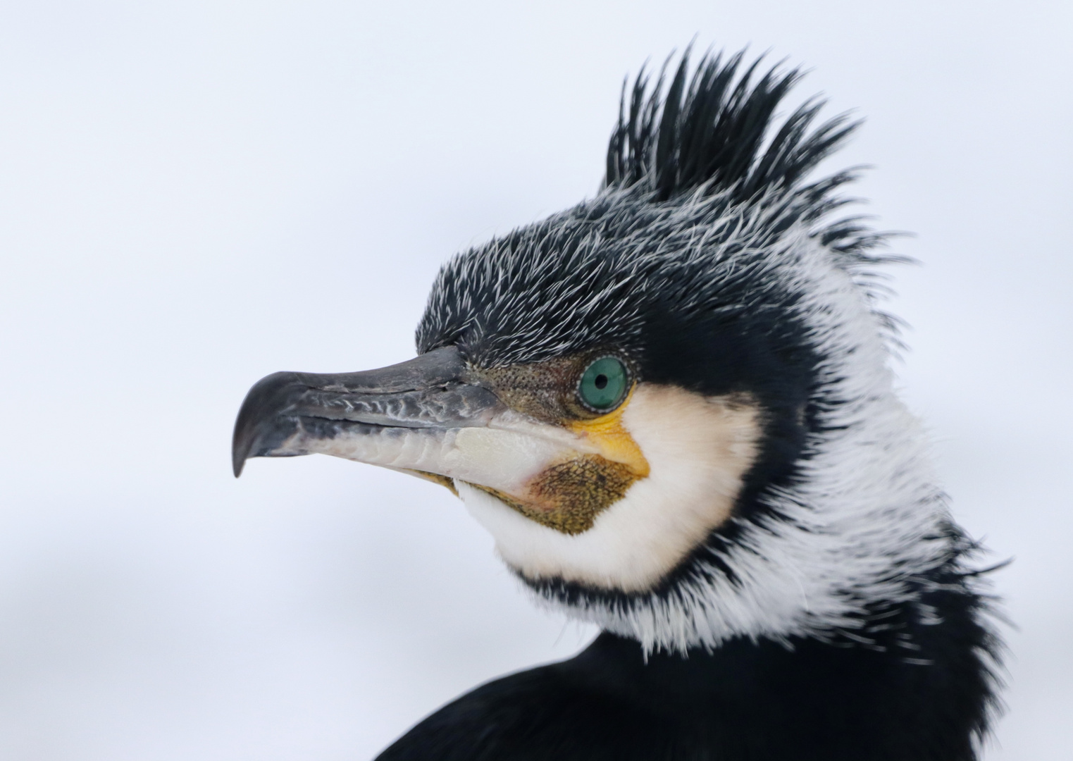 Kormoran aus der Nähe