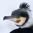 Kormoran aus der Nähe