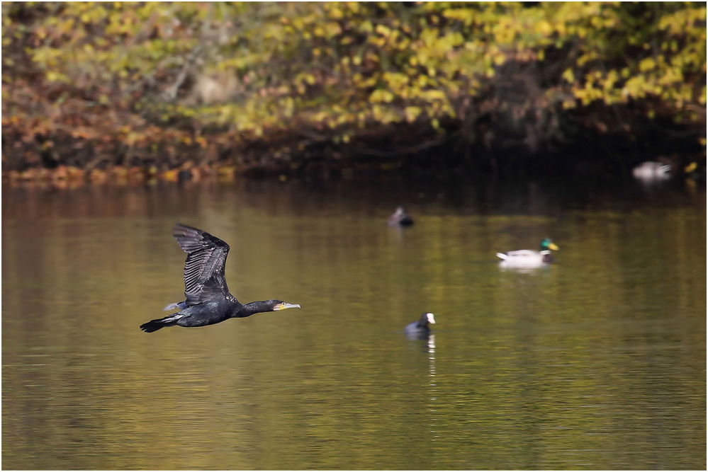 Kormoran aus einer .....