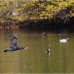 Kormoran aus einer .....