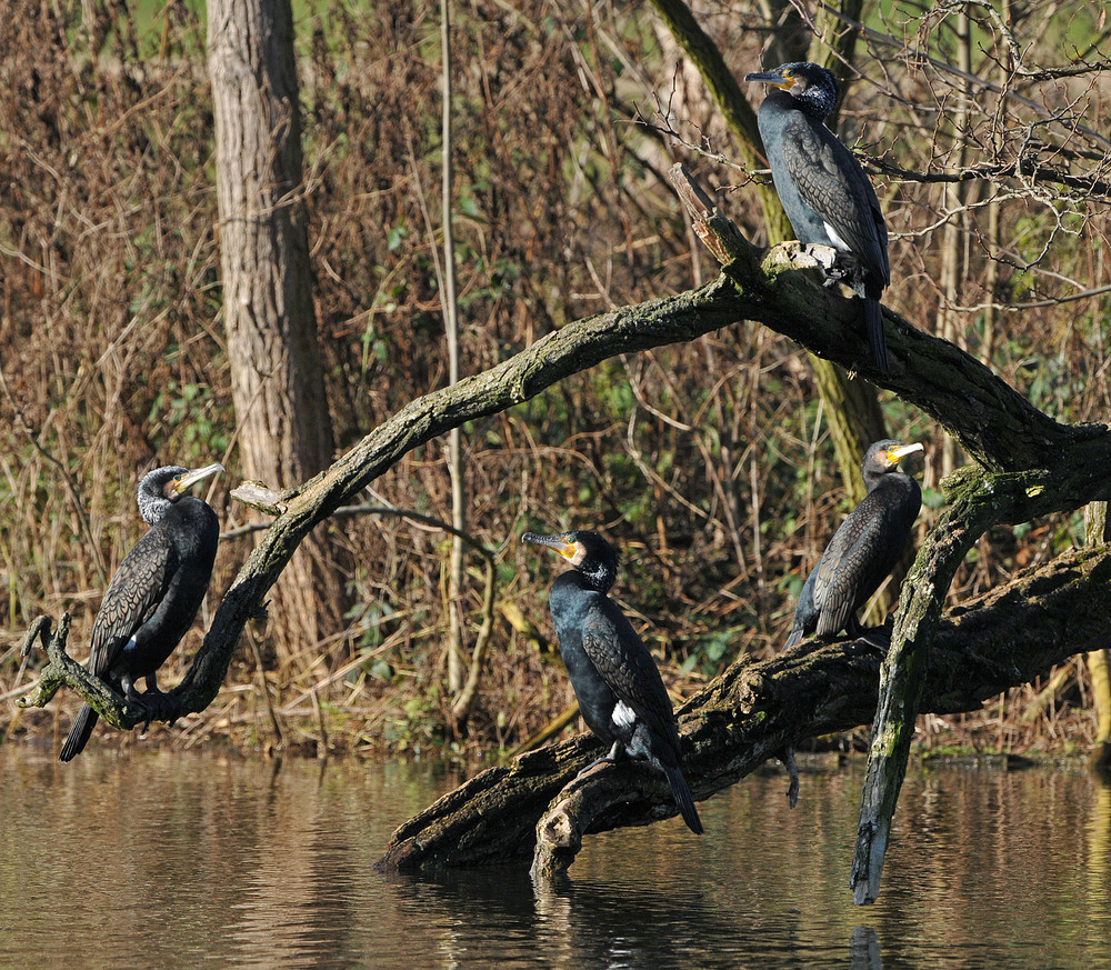 Kormoran – Ausblick