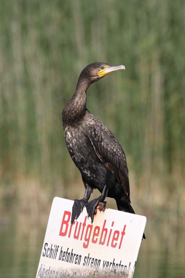 Kormoran