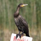 Kormoran