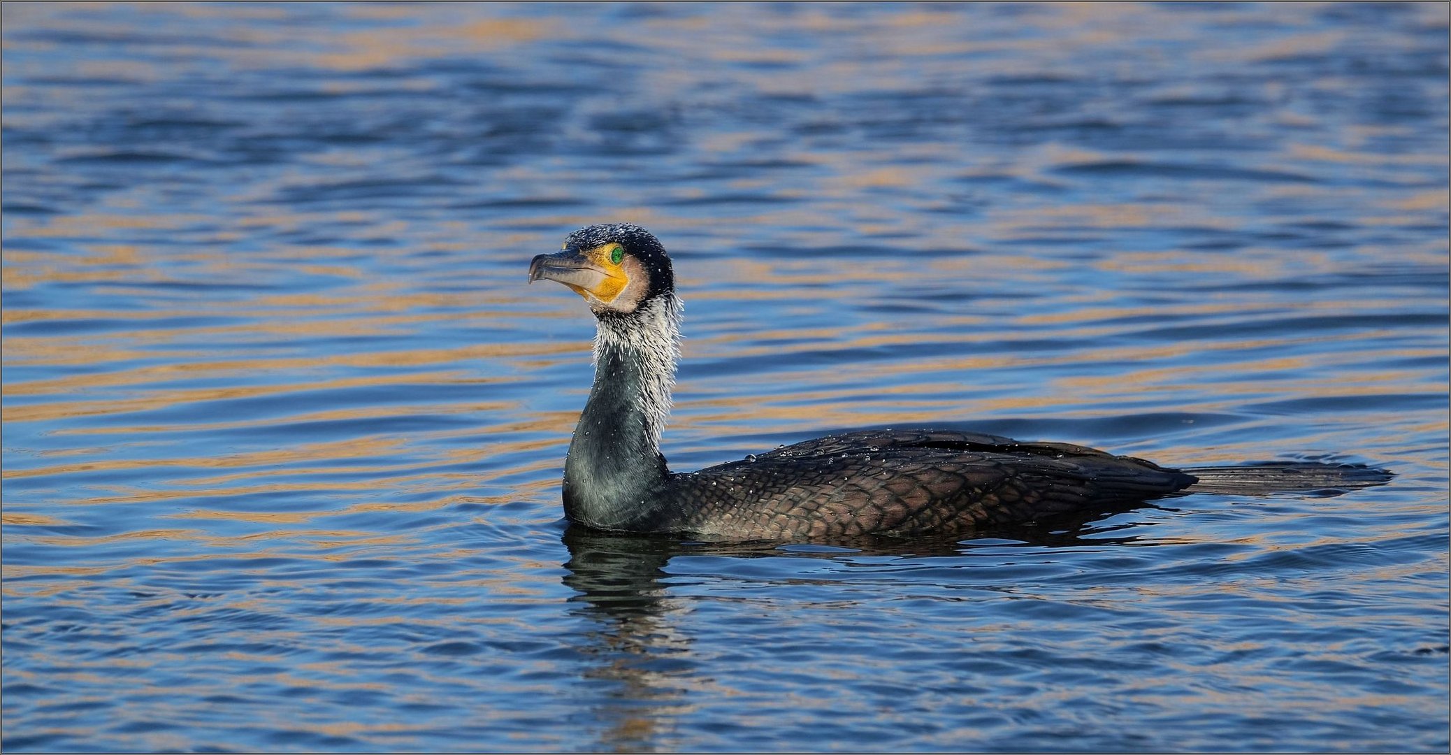 Kormoran