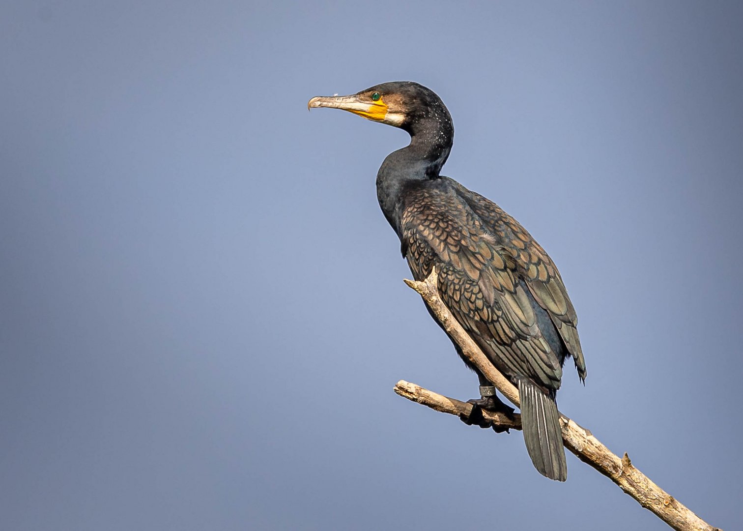 Kormoran