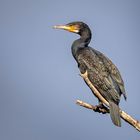 Kormoran