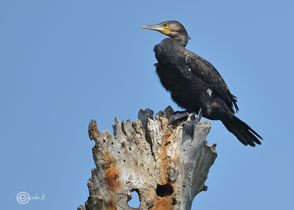 Kormoran