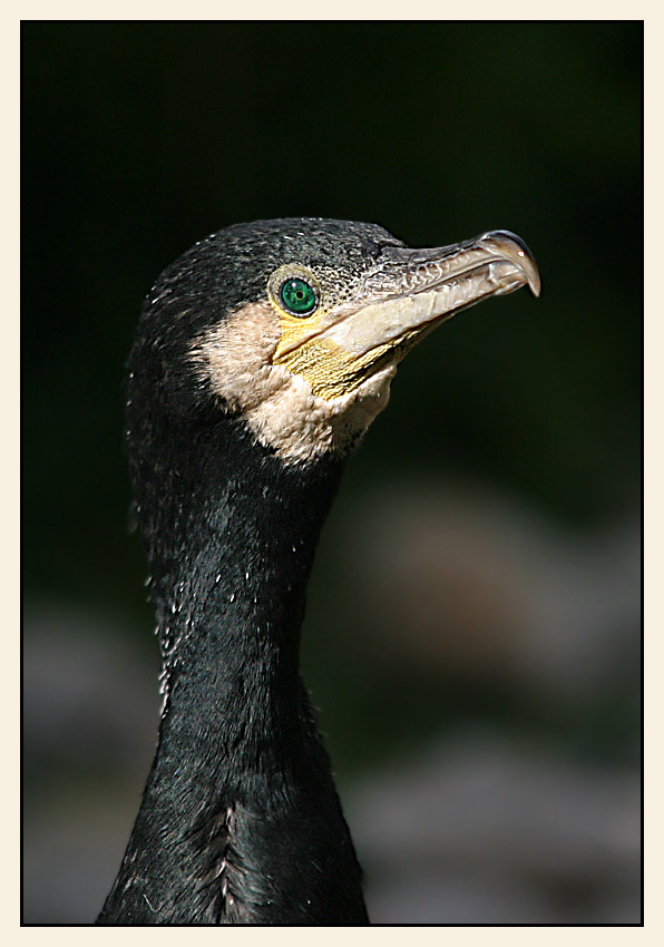 Kormoran