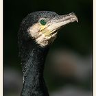 Kormoran