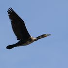 KORMORAN