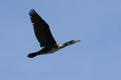 KORMORAN