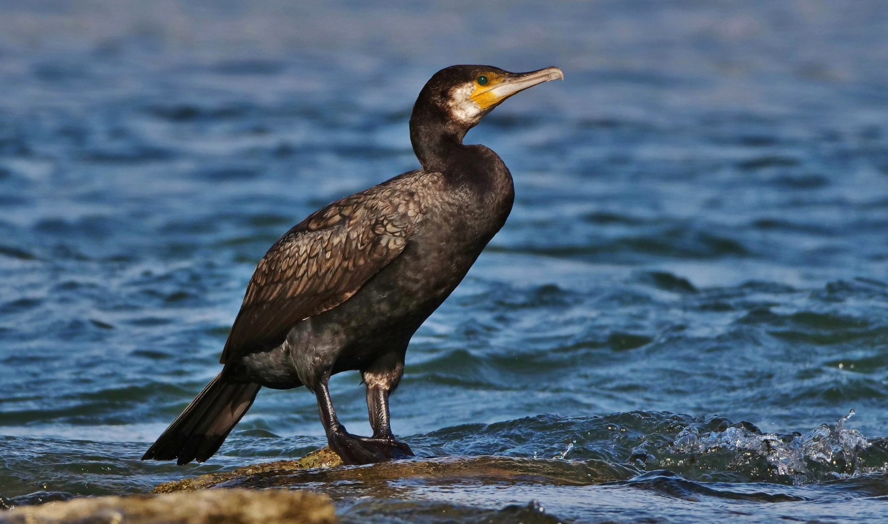 Kormoran