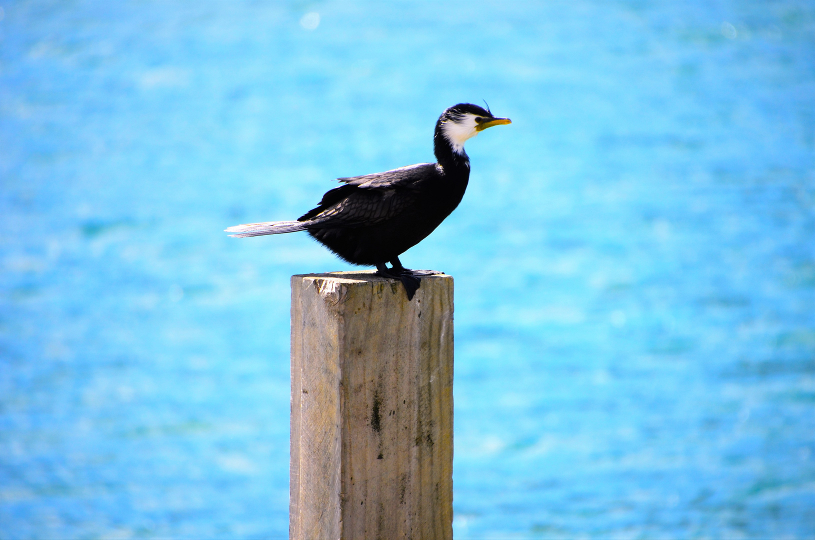 kormoran