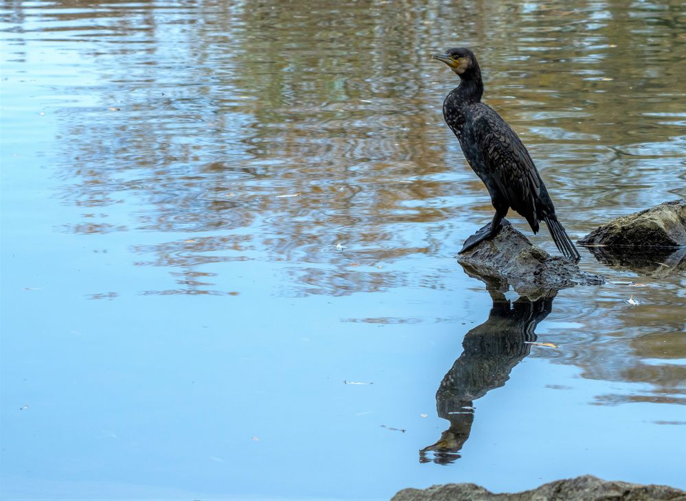 Kormoran