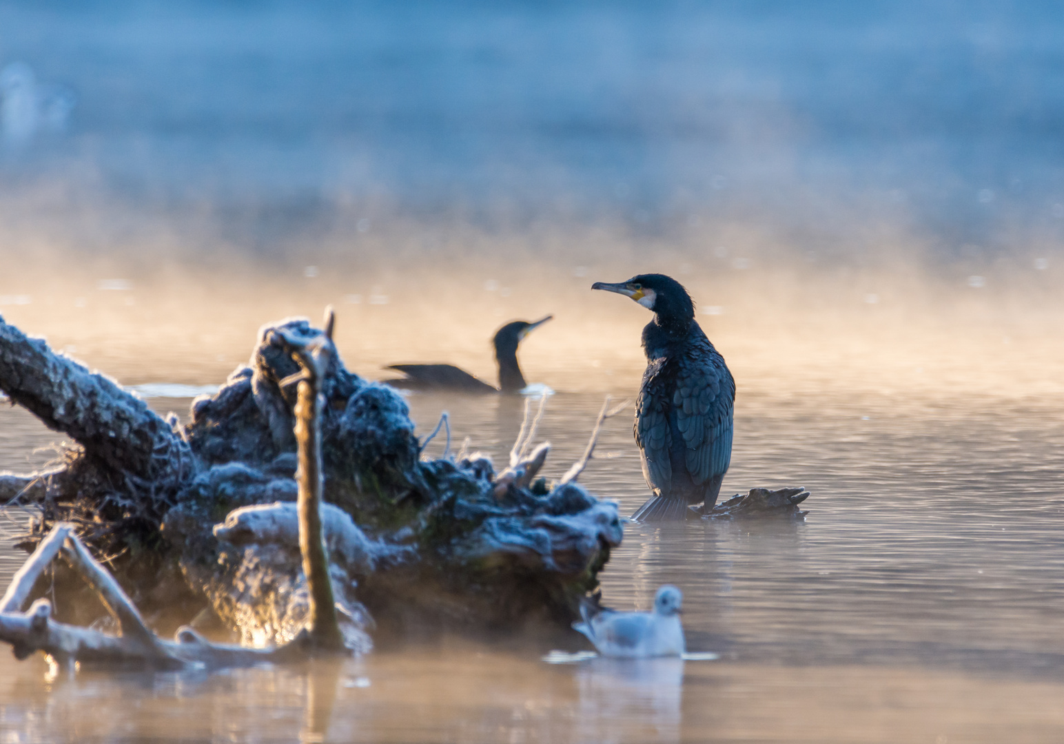 Kormoran