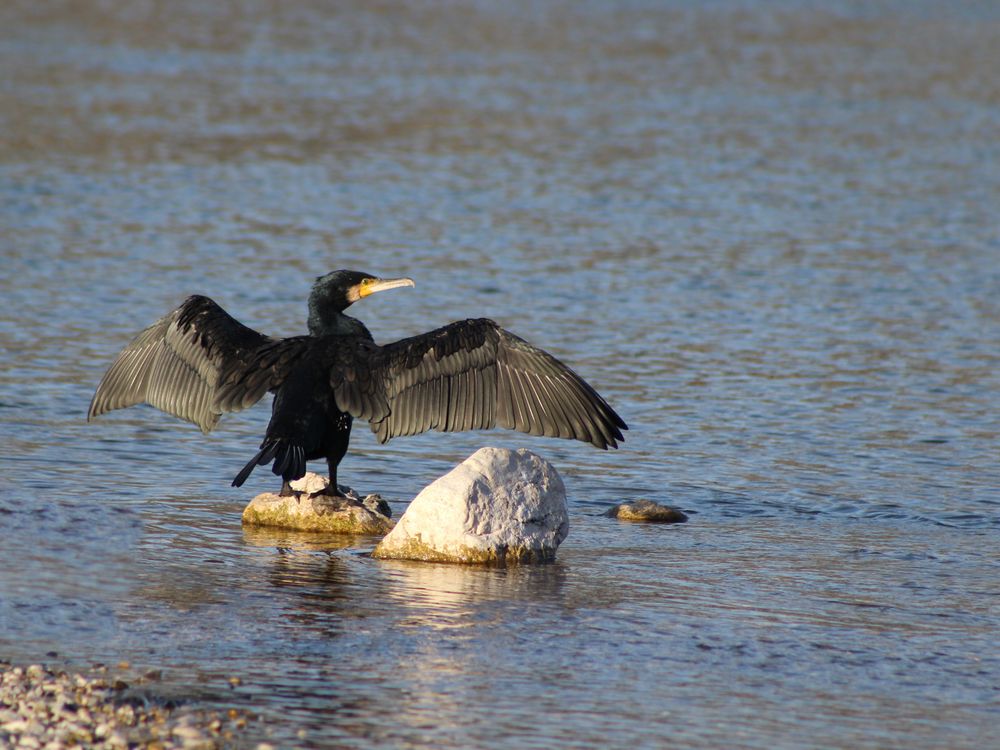 Kormoran