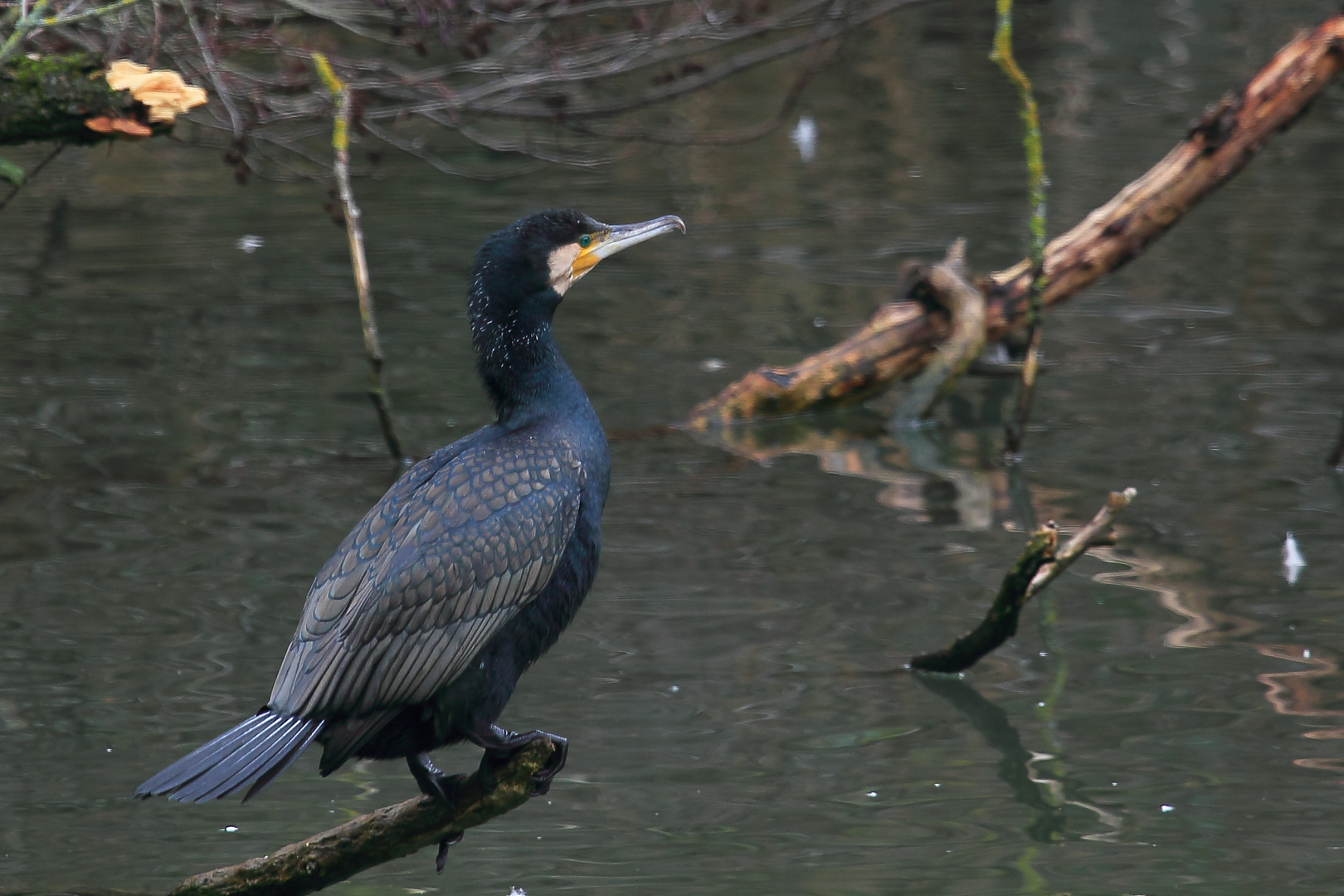 Kormoran