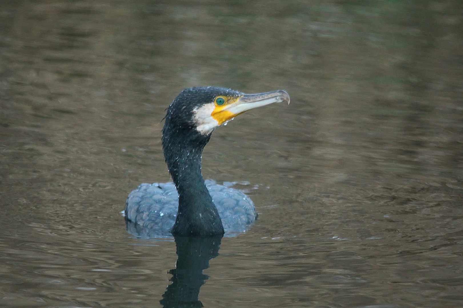 Kormoran