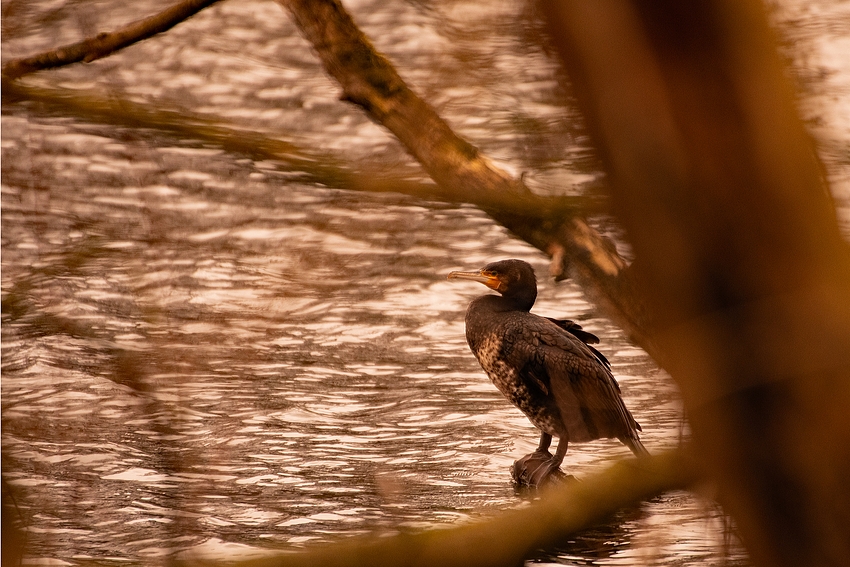 Kormoran 